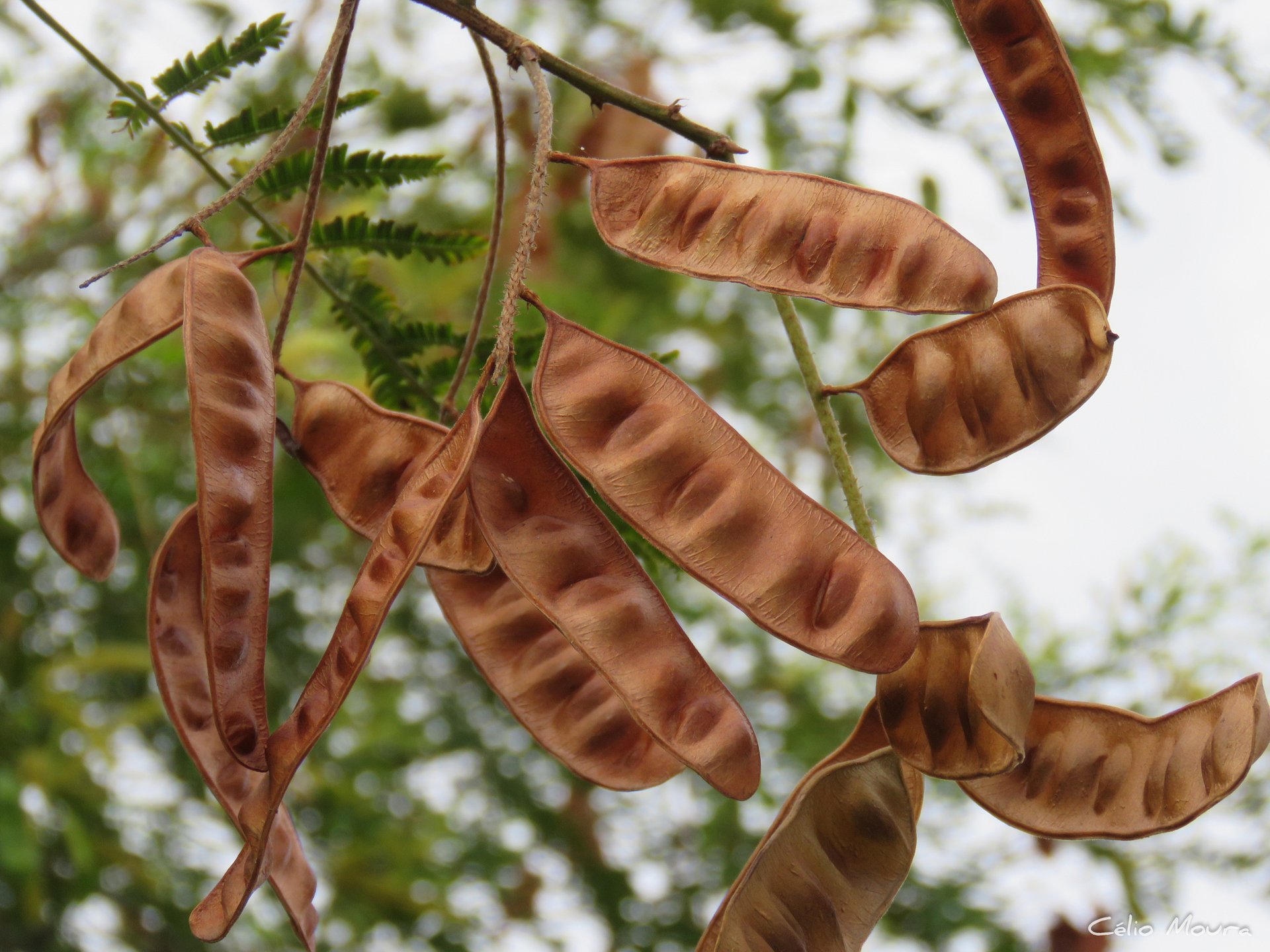 Yopo Café - Vista 2